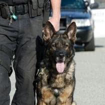 A police officer walking a K-9 dog, showcasing teamwork and K-9 gear in action on a sunny day.
