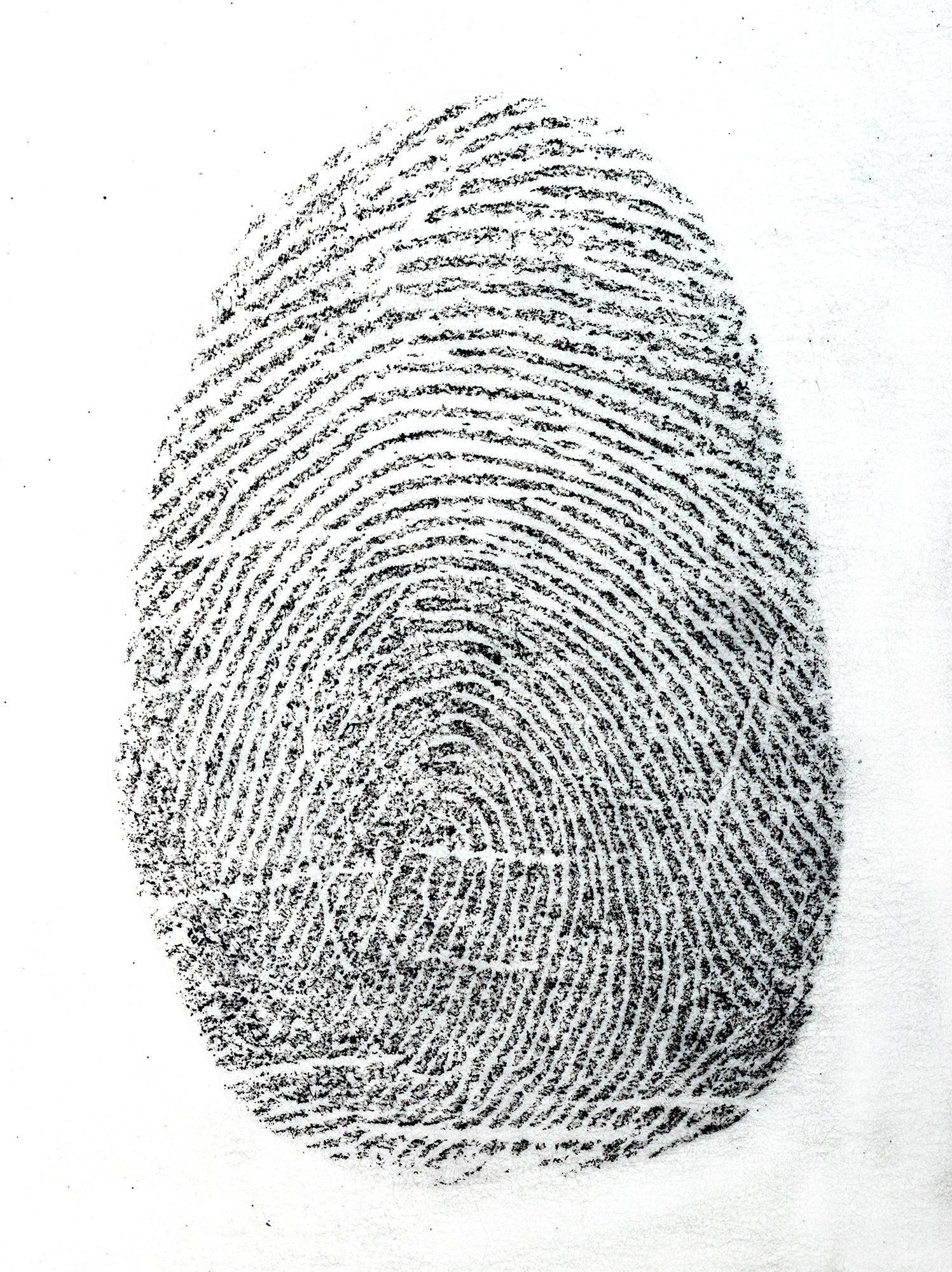 Fingerprint on a white background