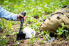 User holding Gerber Gear Gorge Folding Shovel next to a backpack and roll of toilet paper in a green outdoor setting.