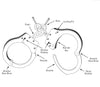 Hiatt 2010-HD Nickel Chain Handcuffs with Double Key Hole 1189171